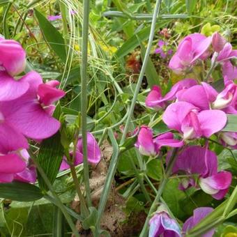 Lathyrus latifolius 'Red Pearl'