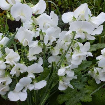 Siererwt - Lathyrus latifolius 'White Pearl'