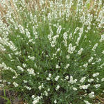 Lavandula angustifolia 'Alba' - Lavendel