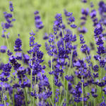 Lavandula angustifolia 'Blue Gien' - Lavendel