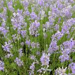 Lavandula angustifolia 'Brabants Lust' - Lavendel