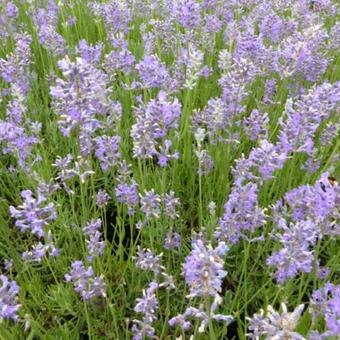 Lavandula angustifolia 'Brabants Lust'