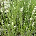 Lavandula angustifolia 'Hidcote White' - Lavendel