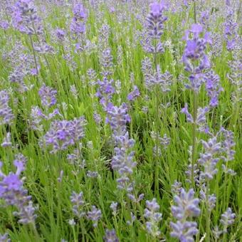 Lavandula angustifolia 'Middachten'