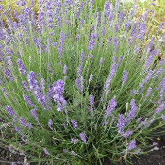 Lavandula angustifolia 'Siesta'