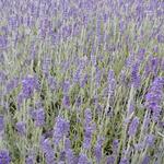 Lavandula x chaytoriae 'Richard Gray' - Lavendel - Lavandula x chaytoriae 'Richard Gray'