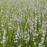 Lavandula x intermedia 'Edelweiss' - Lavendel