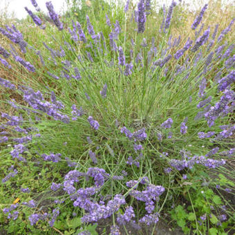 Lavandula x intermedia 'Grosso'