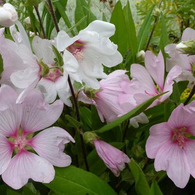 Lavatera x clementii 'Barnsley - Struikmalva