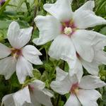 Lavatera x clementii 'Blushing Bride' - Struikmalva