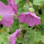 Lavatera x clementii 'Bredon Springs' - Struikmalva