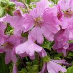 Lavatera x clementii 'Burgundy Wine' - Struikmalva - Lavatera x clementii 'Burgundy Wine'