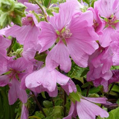 Lavatera x clementii 'Burgundy Wine' - Struikmalva