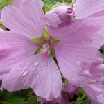 Lavatera x clementii 'Candy Floss' - Malvastruik, Struikmalva - Lavatera x clementii 'Candy Floss'