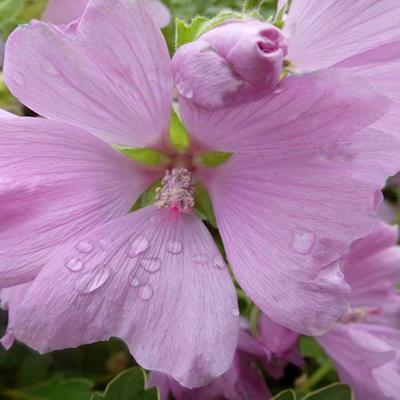 Malvastruik, Struikmalva - Lavatera x clementii 'Candy Floss'