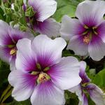 Lavatera maritima - Struikmalva