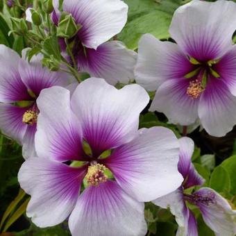 Lavatera maritima