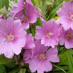 Lavatera x clementii 'Rosea' - Struikmalva - bekermalva - struiklavatera - Lavatera x clementii 'Rosea'