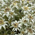 Leontopodium alpinum - Edelweiss