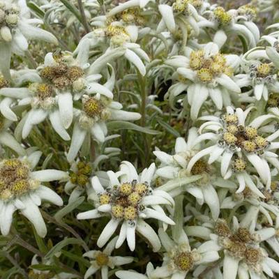 Leontopodium alpinum - Edelweiss