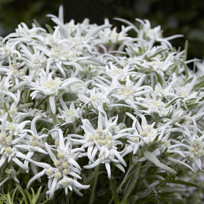 Leontopodium alpinum 'Blossom of Snow' - Edelweiss