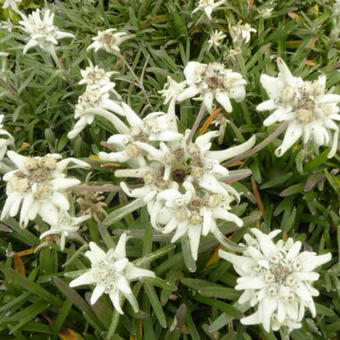 Leontopodium alpinum 'Mont Blanc'