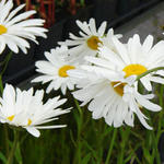 Leucanthemum x superbum 'Alaska' - Margriet