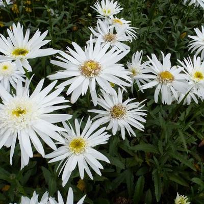 Margriet, Reuzenmargriet, Grootbloemige margriet - Leucanthemum 'Christine Hagemann'