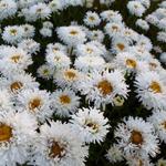 Leucanthemum x superbum 'Engelina' - Margriet