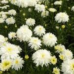 Leucanthemum x superbum 'Fiona Coghill' - Margriet