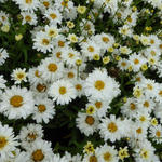 Leucanthemum x superbum 'Freak' - Margriet