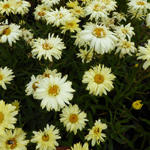 Leucanthemum x superbum 'Goldfinch' - Margriet