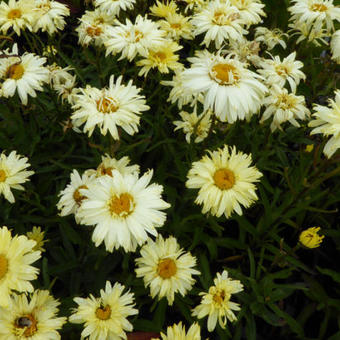 Leucanthemum x superbum 'Goldfinch'