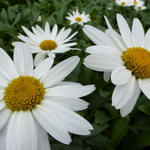 Leucanthemum x superbum 'Gruppenstolz' - Margriet