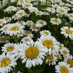 Leucanthemum x superbum 'Lacrosse' - Margriet