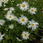 Leucanthemum x superbum 'Old Court Variety' - Margriet