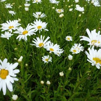 Leucanthemum 'Polaris'