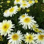 Leucanthemum x superbum 'REAL Glory' - Margriet