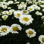 Leucanthemum x superbum 'REAL Neat' - Margriet