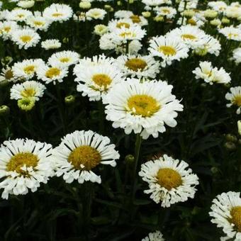 Leucanthemum x superbum 'REAL Neat'