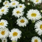 Leucanthemum x superbum 'Shapcott Ruffles' - Margriet