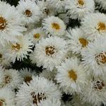 Leucanthemum x superbum 'Shapcott Summer Clouds' - Margriet