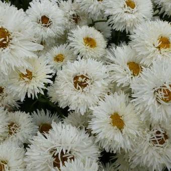 Leucanthemum x superbum 'Shapcott Summer Clouds'