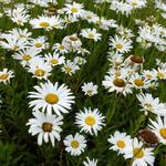 Leucanthemum x superbum  'Silberprinzesschen' - Margriet