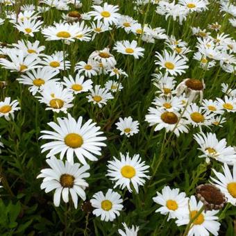 Leucanthemum x superbum  'Silberprinzesschen'