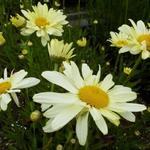 Leucanthemum x superbum 'Sonnenschein' - Margriet