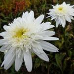 Leucanthemum x superbum 'Stina' - Margriet