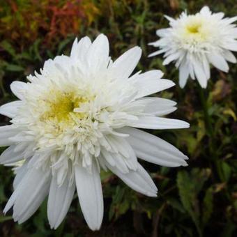 Leucanthemum x superbum 'Stina'