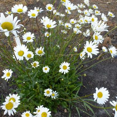 Leucanthemum vulgare - Margriet