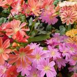 Lewisia 'Sunset Hybrids' - Bitterkruid